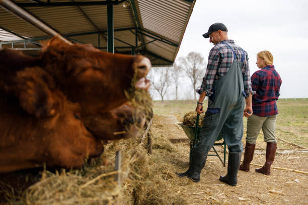 istock Feeding Time at the Cattle Shed 2172253091