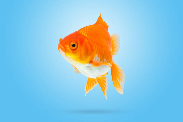 istock Oranda goldfish isolated on blue background 2172253120