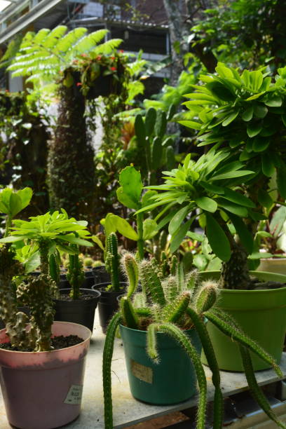 istock Small plant in pot succulents by front view. No people. 2172254270