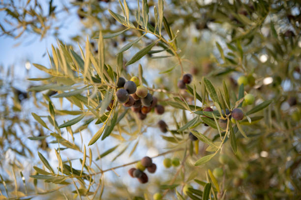 View from below of beautiful round ripe black olives growing in an olive tree. In gentle sunlight.