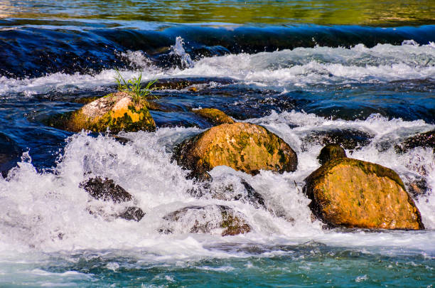 A river with rocks and a plant growing out of it. The water is moving fast and the rocks are scattered throughout the river