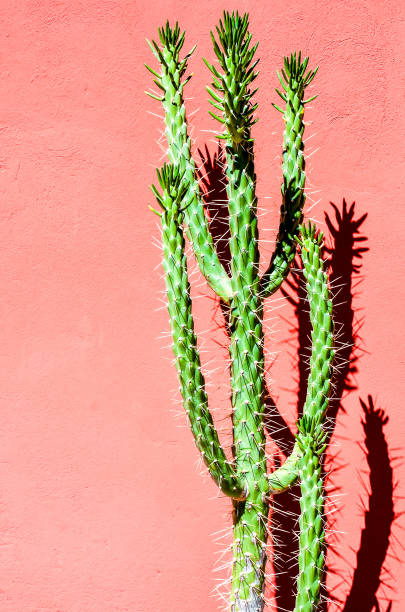 istock A tall cactus with spines is standing in front of a red wall 2172256287
