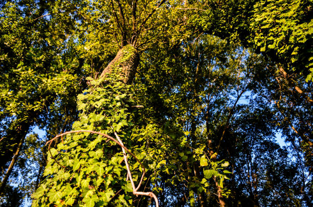 A tree with green leaves and a brown trunk