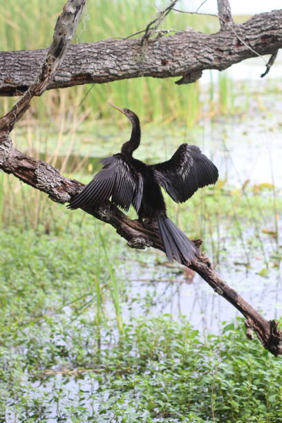 istock Bird Perched on a Tree Branch Overlooking a Wetland with Water Lilies 2172261441