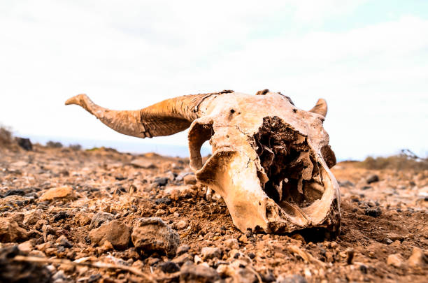 istock A skull is laying on the ground in a desert 2172265012