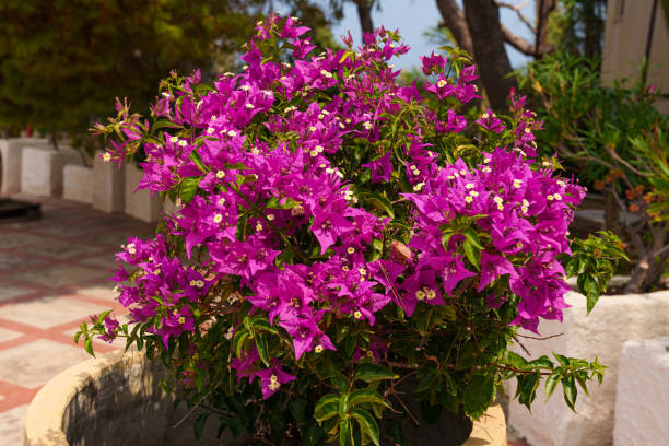 istock Vibrant Purple Bougainvillea in a Garden Setting 2172268613
