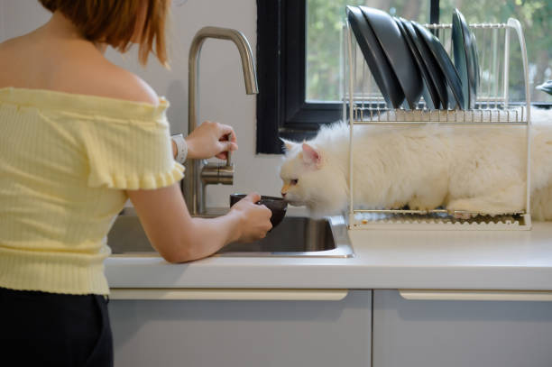 istock girl and Persian cat 2172272971