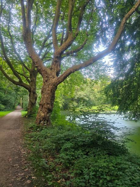 istock Situation in Haagse Bos 2172275002