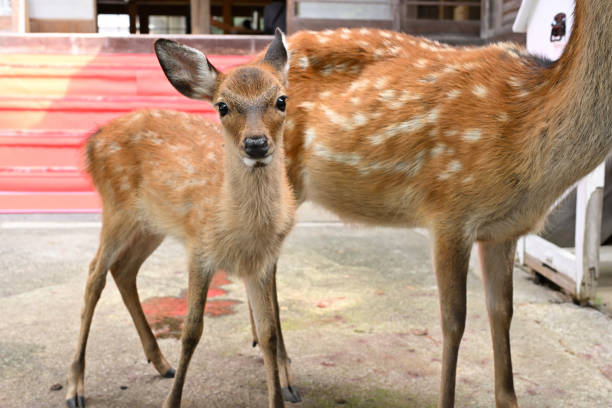 Deer child and mother