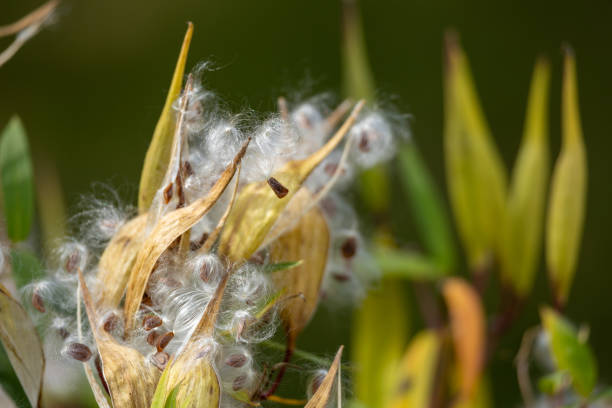 This image shows a macro defocused abstract view of mature opened seed pods on a swamp milkweed (asclepias incarnata) plant, scattering delicate fluffy seeds ready to drift into the wind.