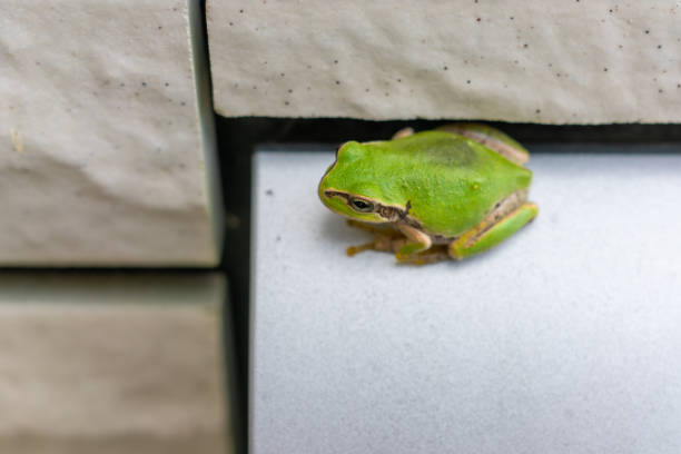 Australian Green Tree Frog on a leaf..