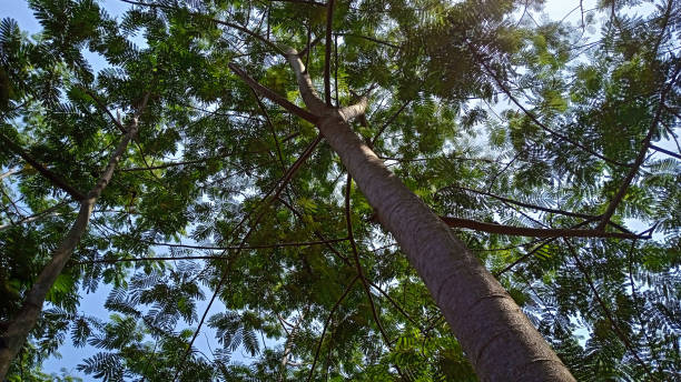 istock Sengon trees towering with lots of leaves and branches. background concept 2172278677