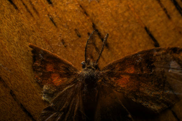Dead moth on a black stone, Night butterfly. Macro photography