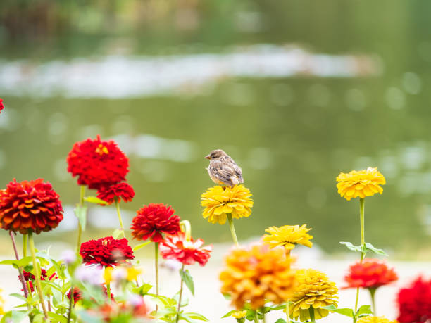 Small sparrow bird sits on bright flowers in sunny garden. Nature background