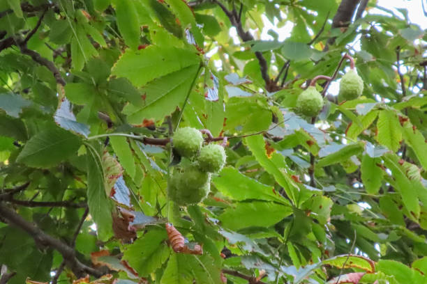 istock Chestnut tree and green leaves. 2172287011
