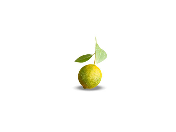 istock Citrus limetta or Sweet lemon 2172287203