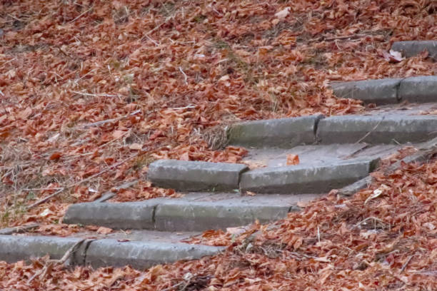 A set of outdoor steps partially covered with fallen leaves. The steps concrete or stone and are embedded in a sloped ground covered with brown leaves, Autumn seasonand steps are in an area that is not frequently maintained.