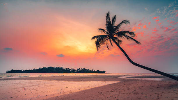 istock Tropical beach with scenery coconut palm tree and ocean on nature background 2172289173