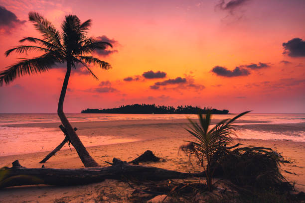 istock Tropical beach with scenery coconut palm tree and ocean on nature background 2172289236