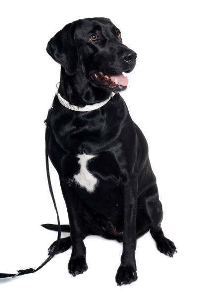 istock Labrador retriever dog is sitting on a clean white background 2172293582