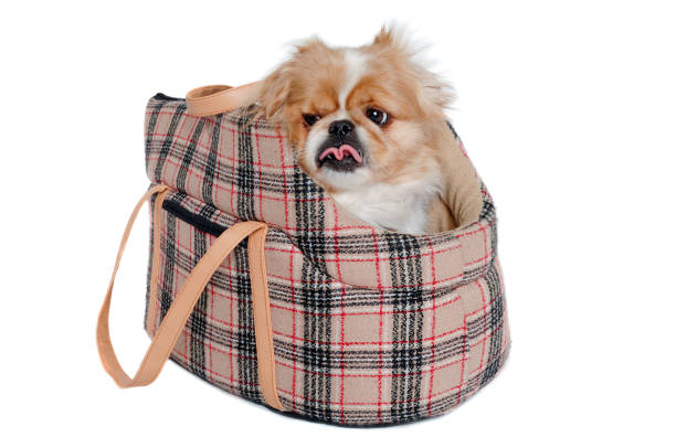 istock Pekingese dog in bag on a clean white background 2172293596