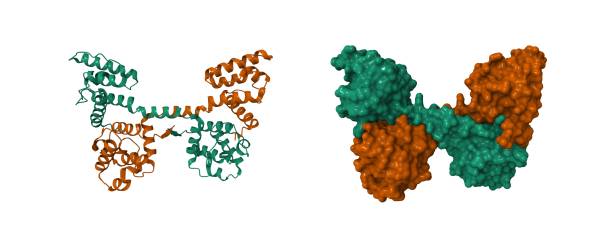 istock N-terminal actin-binding domain of human dystrophin. 2172294959