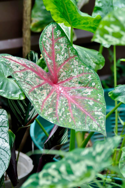 istock Caladium, Caladium Bicolor Vent or Caladium bicolor 2172297823