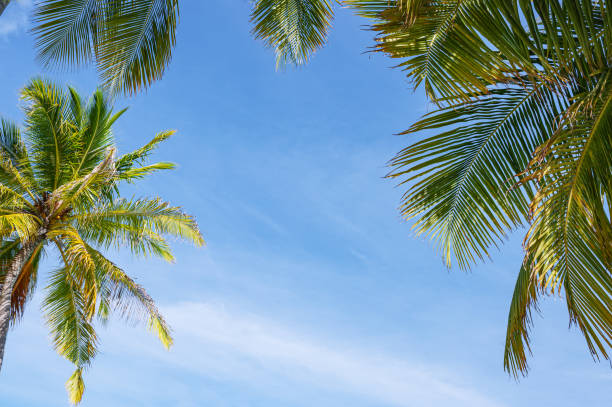 istock Palm tree leaves with blue sky copy space scene 2172298969