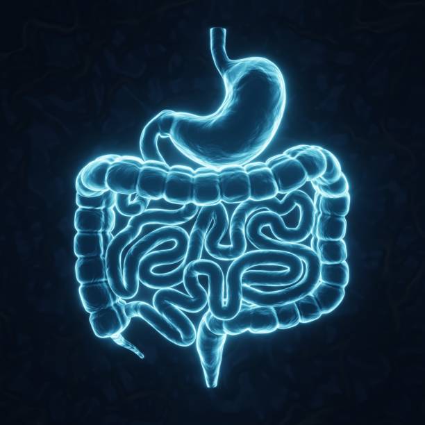 Human intestines and stomach on blue background. X-ray hologram. 3d-rendering