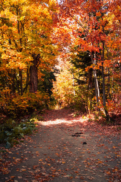 Mountain forest.