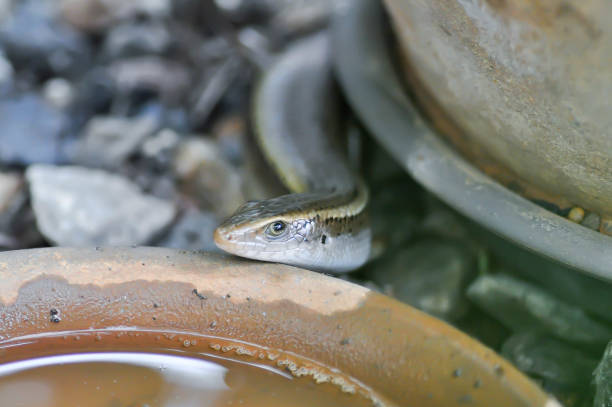 istock Skink, Scincidae or Squamata or Eutropis multifasciata or reptile or lizard or scincoid lizard 2172301364