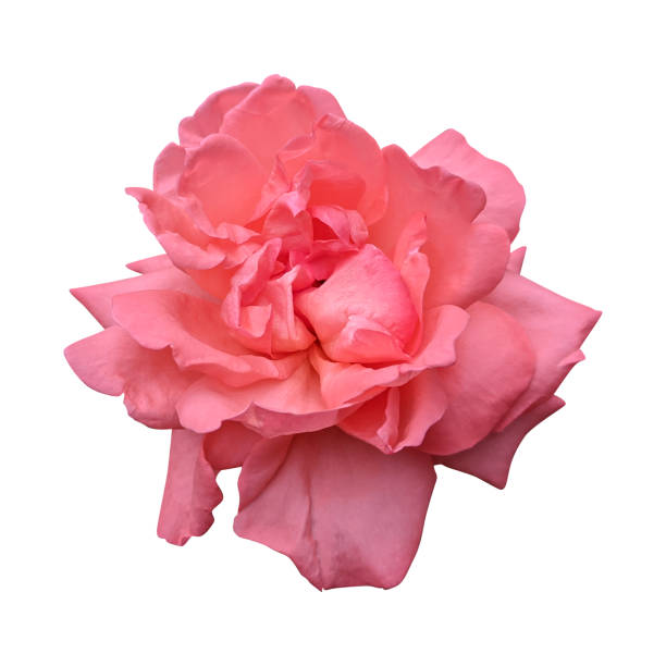 Orange rose flower isolated on white background