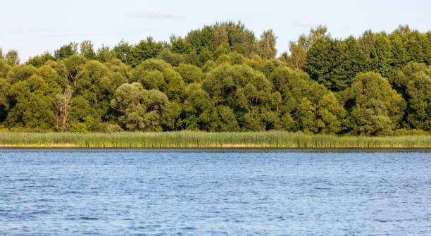 istock Green trees on the horizon on the lake shore 2172304763
