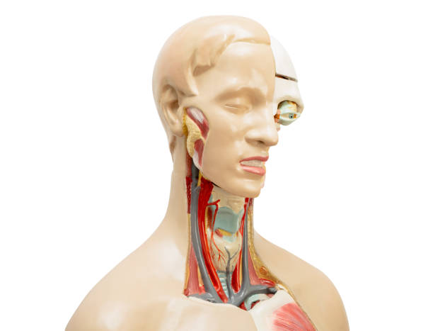 istock Human model anatomy isolated on white background with clipping path  for medical training course, teaching medicine education. 2172305103