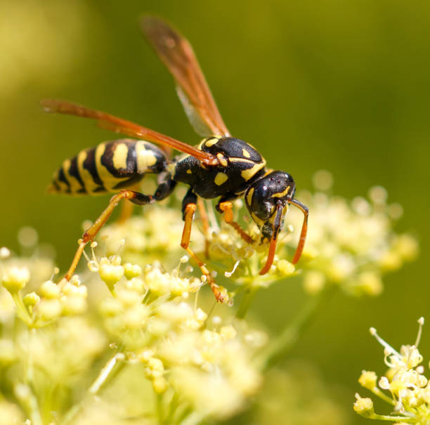 istock Wasp on a yellow flower. Macro 2172305817