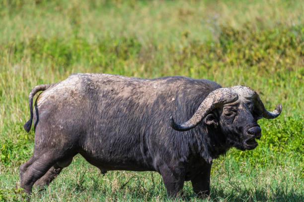 istock Buffalos in Lake Nakuru National park 2172306010