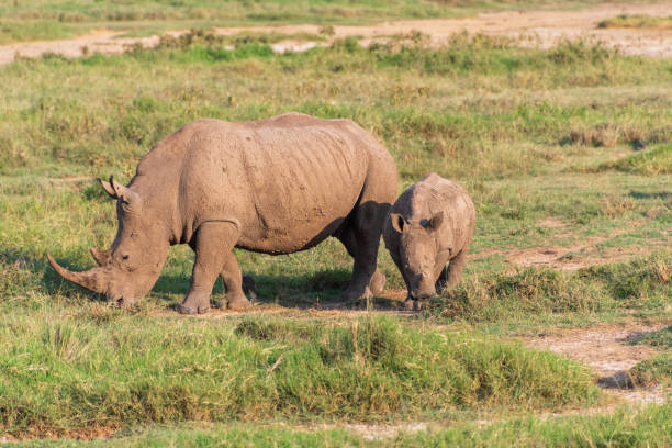 istock White Rhino with her young 2172306039