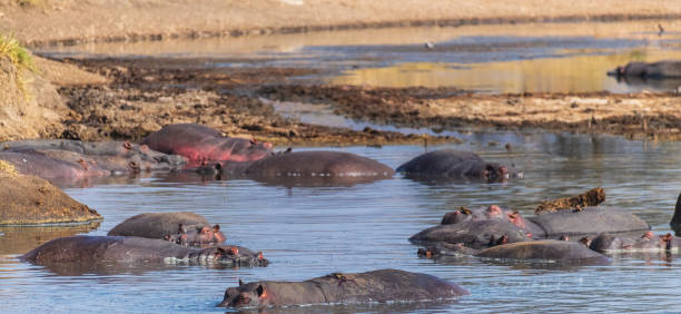 istock Hippo pool in the Serengeti 2172306091