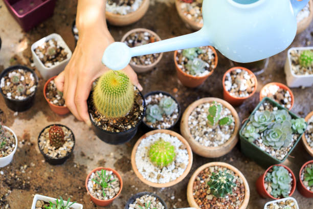 istock A variety of potted cacti 2172307253