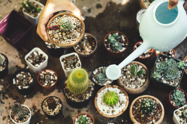 istock A variety of potted cacti 2172307254