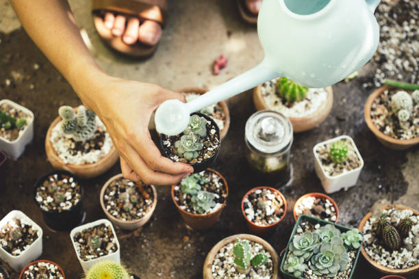 istock A variety of potted cacti 2172307257