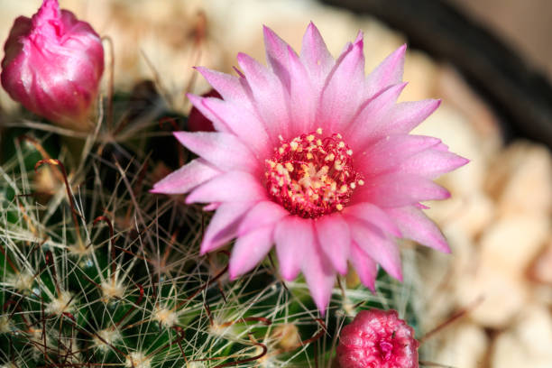 Pink cactus flower in bloom