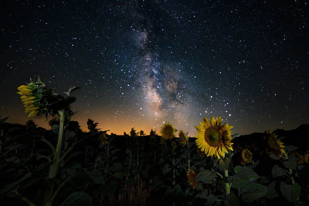 istock Field of sunflowers 2172307283