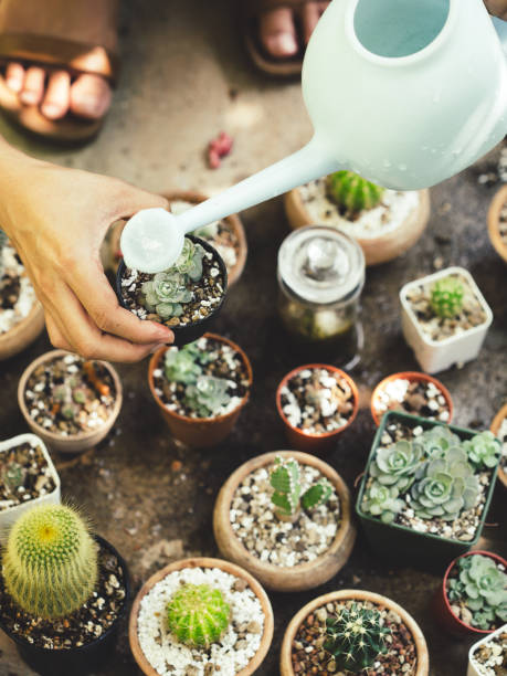 istock A variety of potted cacti 2172308048