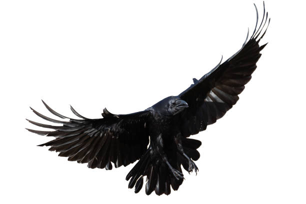 istock Birds flying raven isolated on white background Corvus corax. Halloween 2172309010