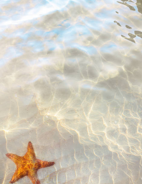 Starfish on tidal flats with lush algae