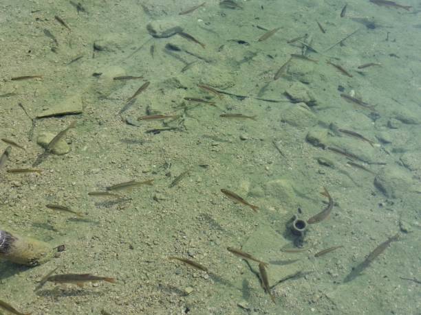 istock Big carp an trouts in ferchensea bavaria 2172309930
