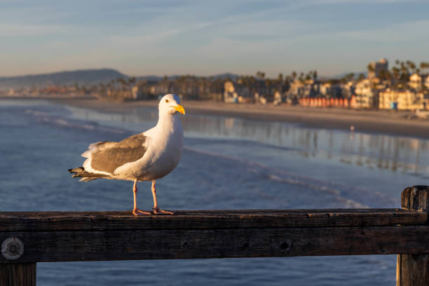 A large white headed gull enjoying the view of nature
