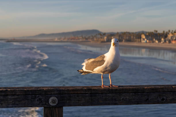 A large white headed gull enjoying the view of nature