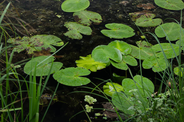 istock water lilly in the pond 2172311559